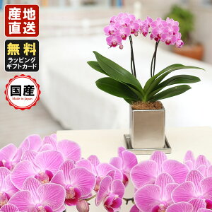 ピンク 小さい 花の人気商品 通販 価格比較 価格 Com