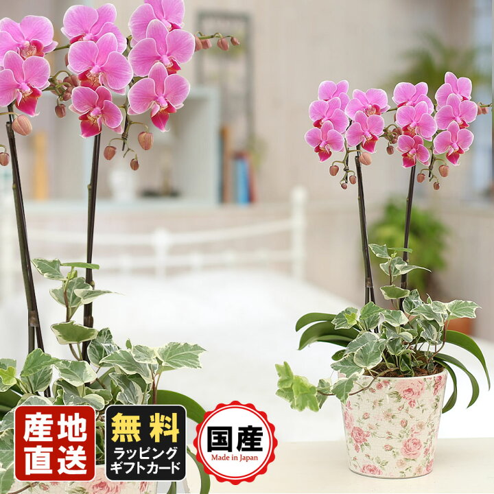 楽天市場 ミニ胡蝶蘭 ミディ胡蝶蘭 胡蝶蘭 ミニ 胡蝶蘭 ミディ 胡蝶蘭 ギフト マイクロ胡蝶蘭 小さい お花 花柄鉢 4 5号鉢 2本立 ピンク プレゼント 敬老の日 敬老の日 プレゼント 開店祝い 母の日 お祝い 贈り物 お中元 父の日ギフト 御供え お供え 法要 お盆 御供え花