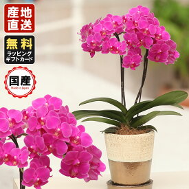 楽天市場 五月人形 花 ガーデン Diy の通販