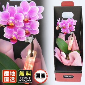 楽天市場 胡蝶蘭 母の日 花 ガーデン Diy の通販