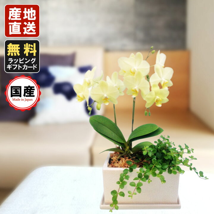 楽天市場 ミニ胡蝶蘭 ミディ胡蝶蘭 胡蝶蘭 ミニ 胡蝶蘭 ミディ 胡蝶蘭 ギフト マイクロ胡蝶蘭 小さい お花 パルテノ鉢 5 5号鉢 2本立 観葉寄せ イエロー プレゼント 開店祝い 母の日 お祝い 贈り物 お中元 父の日ギフト 御供え お供え 法要 お盆 御供え花 人形広場