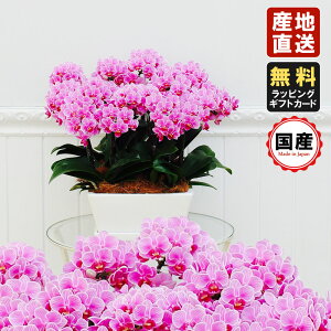 生花 胡蝶蘭 ミニ ピンクの人気商品 通販 価格比較 価格 Com