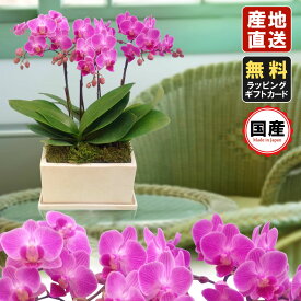 楽天市場 胡蝶蘭 バークの通販