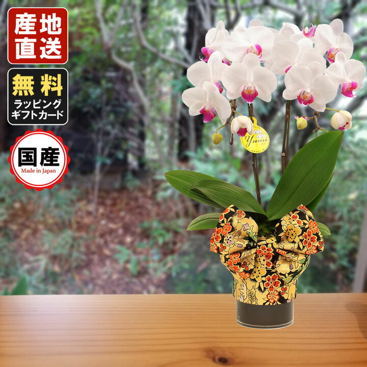 楽天市場 ミニ胡蝶蘭 ミディ胡蝶蘭 胡蝶蘭 ミニ 胡蝶蘭 ミディ 胡蝶蘭 ギフト 天祥オリジナル Kimonoスタイル黒帯 テーブル胡蝶蘭 4号タンブラー ラージサイズ2本立 白 マイクロ胡蝶蘭 小さい お花 プレゼント 開店祝い お祝い 母の日 お中元 父の日ギフト 御供え お供え 楽天市場 ミニ胡蝶蘭 ミディ胡蝶蘭 胡蝶蘭 ミニ 胡蝶蘭 ミディ 胡蝶蘭 ギフト 天祥オリジナル Kimonoスタイル黒帯 テーブル胡蝶蘭 4号タンブラー ラージサイズ2本立 白 マイクロ胡蝶蘭 小さい お花 プレゼント 開店祝い お祝い 母の日 お中元 父の日ギフト 御供え お供え