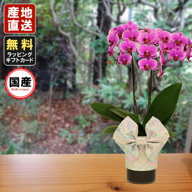 楽天市場 胡蝶蘭 ギフトの通販