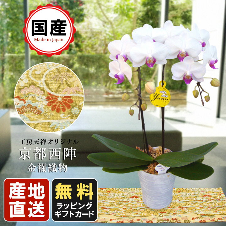 楽天市場 ミニ胡蝶蘭 ミディ胡蝶蘭 胡蝶蘭 ミニ 胡蝶蘭 ミディ 胡蝶蘭 マイクロ 天祥オリジナル 京都西陣金襴織物仕立て花器敷物 ミディー胡蝶蘭 4号鉢 2本立 ホワイト プレゼント 母の日 お中元 父の日ギフト 敬老の日 お祝い 小さい ギフト お花 御供え お供え 法要