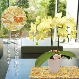 楽天市場 ミニ胡蝶蘭の通販