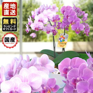 ~jӒ ~fBӒ Ӓ ~j Ӓ ~fB Ӓ }CN  Mtg   4.5 2{ v[g hV̓ hV̓ v[g JXj ̓ 蕨 