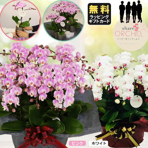 ミニ胡蝶蘭 ミディ胡蝶蘭 ミニ 胡蝶蘭 ミディ 胡蝶蘭 マイクロ 小さい ギフト お花 シェアオーキッド 10号10F 10人分 ラッピングあり 鉢 母の日 開店祝い お歳暮 お中元 父の日ギフト 敬老の日
