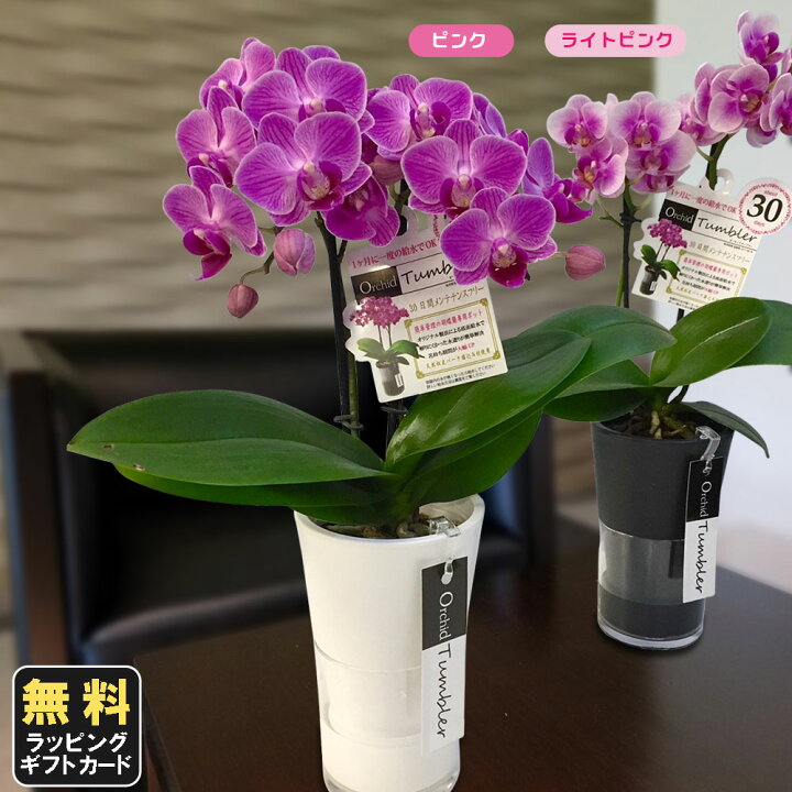楽天市場 ミニ胡蝶蘭 ミディ胡蝶蘭 胡蝶蘭 ミニ 胡蝶蘭 ミディ 胡蝶蘭 小さい ギフト マイクロ胡蝶蘭 タンブラースリムポット3号鉢植え 2本立て ピンク ライトピンク プレゼント 開店祝い 母の日 お中元 父の日ギフト 敬老の日 お祝い お花 御供え お供え 法要 お盆 御