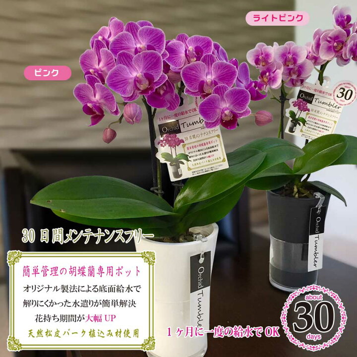 ミニ胡蝶蘭 ミディ胡蝶蘭 胡蝶蘭 ミニ 胡蝶蘭 ミディ 胡蝶蘭 小さい ギフト マイクロ胡蝶蘭 タンブラーポット4号鉢植え 1本立て ピンク イエロー プレゼント 開店祝い 母の日 お中元 父の日ギフト 敬老の日 お祝い お花 御供え お供え 法要 お盆 御供え花 ハレノ広場