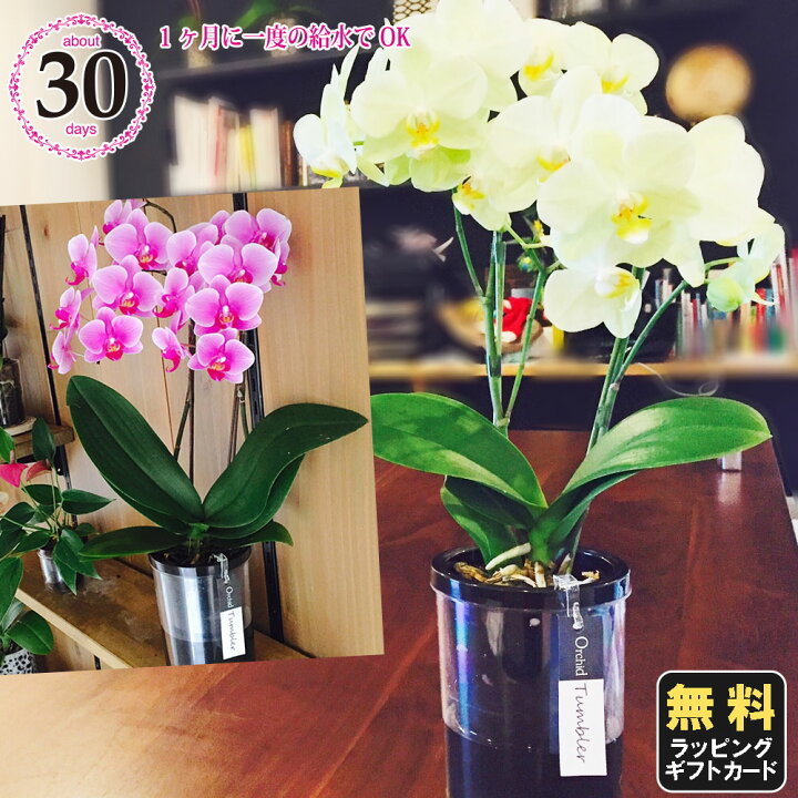 楽天市場 10 Off ミニ胡蝶蘭 ミディ胡蝶蘭 胡蝶蘭 ミニ 胡蝶蘭 ミディ 胡蝶蘭 小さい ギフト マイクロ胡蝶蘭 タンブラーポット4号鉢植え 2本立て ピンク イエロー プレゼント 開店祝い 母の日 お中元 父の日ギフト 敬老の日 お祝い お花 御供え お供え 法要 お盆 御 楽天市場 10 Off ミニ胡蝶蘭 ミディ胡蝶蘭 胡蝶蘭 ミニ 胡蝶蘭 ミディ 胡蝶蘭 小さい ギフト マイクロ胡蝶蘭 タンブラーポット4号鉢植え 2本立て ピンク イエロー プレゼント 開店祝い 母の日 お中元 父の日ギフト 敬老の日 お祝い お花 御供え お供え 法要 お盆 御
