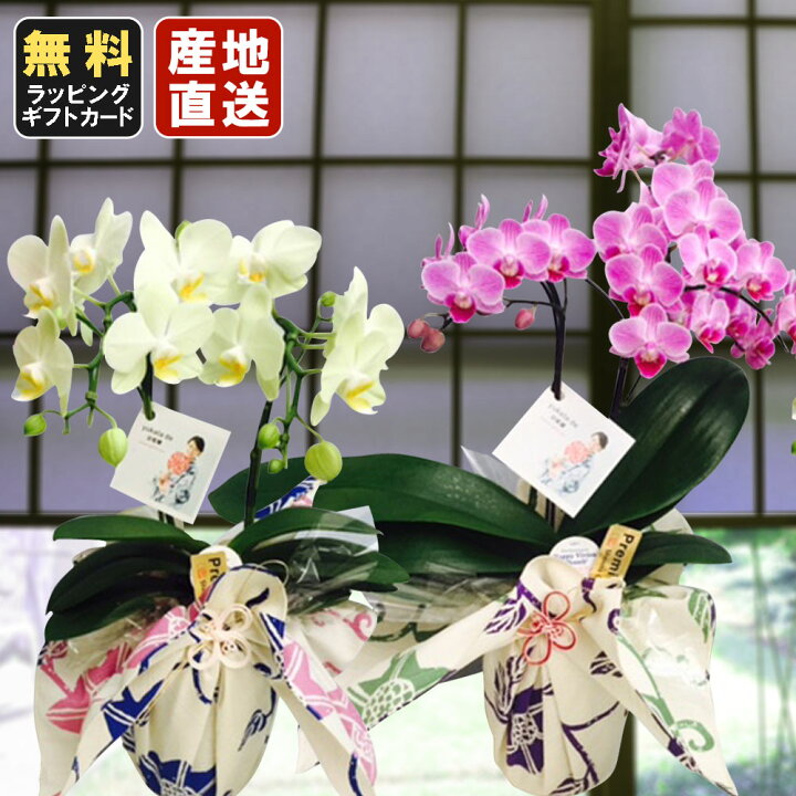 楽天市場 10 Off ミニ胡蝶蘭 ミディ胡蝶蘭 胡蝶蘭 ミニ 胡蝶蘭 ミディ 胡蝶蘭 ギフト マイクロ胡蝶蘭 小さい お花 Yukata De 胡蝶蘭 4号鉢植え 2本立て ピンク イエロー ギフトにプレゼント 開店祝い 母の日 お中元 父の日ギフト 御供え お供え 法要 お盆 御供え花