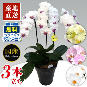 生花 胡蝶蘭 ピンクの人気商品 通販 価格比較 価格 Com