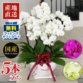 楽天市場 ミニ胡蝶蘭 白の通販