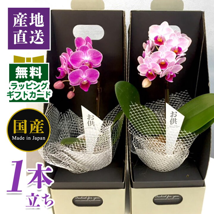 入荷中 胡蝶蘭 母の日 ミニ胡蝶蘭 ミディ胡蝶蘭 マイクロ胡蝶蘭 小さい 6 5号鉢 特3本立ち ギフト 天祥 ミニ ミディ マイクロ プレゼント 開店祝い お中元 父の日ギフト 敬老の日 お祝い お花 御供え お供え 法要 お盆 御供え花 Smartpipe Com Br