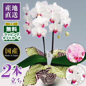 生花 胡蝶蘭 5本の人気商品 通販 価格比較 価格 Com