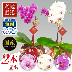 生花 ミニ胡蝶蘭の人気商品 通販 価格比較 価格 Com
