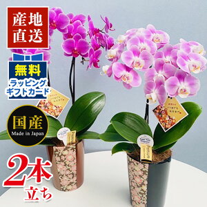 生花 ミニ胡蝶蘭の人気商品 通販 価格比較 価格 Com 生花 ミニ胡蝶蘭の人気商品 通販 価格比較 価格 Com