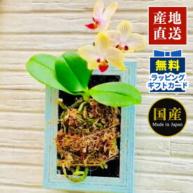 楽天市場 胡蝶蘭 苗の通販
