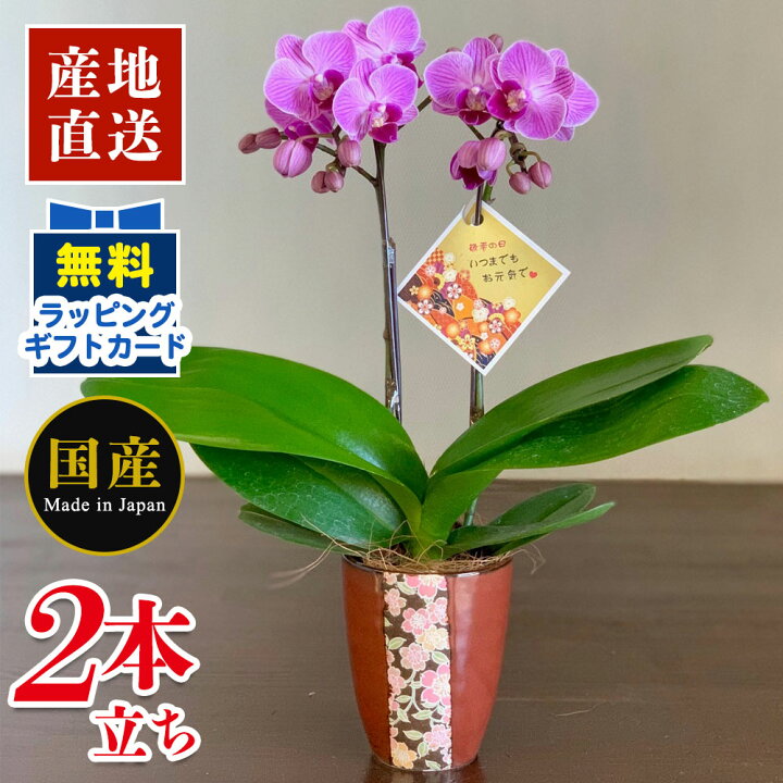 楽天市場 胡蝶蘭 母の日 ミニ胡蝶蘭 ミディ胡蝶蘭 マイクロ胡蝶蘭 小さい テーブル胡蝶蘭 華友禅 敬老の日仕様 3号鉢 2本立ち 鉢茶 胡蝶蘭 ギフト 天祥 胡蝶蘭 ミニ 胡蝶蘭 ミディ 胡蝶蘭 マイクロ 胡蝶蘭 ピンク プレゼント 開店祝い お中元 父の日 お祝い お花 お供え