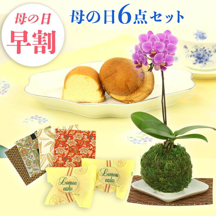 楽天市場 母の日 早割 母の日 プレゼント 母の日 ギフト 苔玉 3号鉢植え 1本立てとレモンケーキ2つ 金襴織物の敷物4枚セット 花鉢植え 生花 花鉢 ミニ胡蝶蘭 長持ちする花 お花 花のギフト 母の日 鉢植え 母の日 花 スイーツ 人形広場 雛人形 五月人形専門店