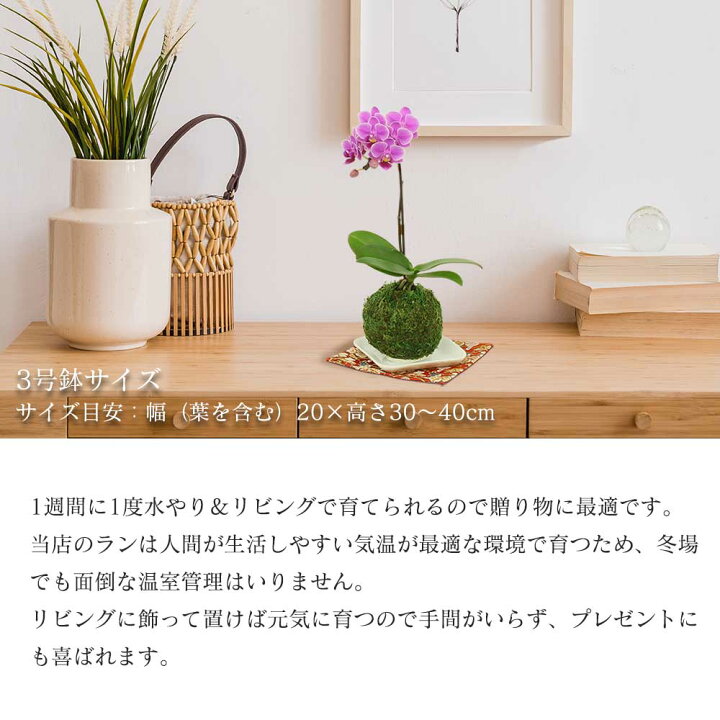 楽天市場 母の日 早割 母の日 プレゼント 母の日 ギフト 苔玉 3号鉢植え 1本立てとレモンケーキ2つ 金襴織物の敷物4枚セット 花鉢植え 生花 花鉢 ミニ胡蝶蘭 長持ちする花 お花 花のギフト 母の日 鉢植え 母の日 花 スイーツ 人形広場 雛人形 五月人形専門店