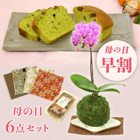 楽天市場 鉢植え 花 長持ちの通販 楽天市場 鉢植え 花 長持ちの通販