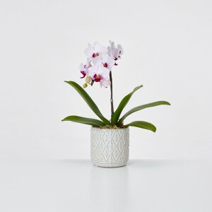 Ӓ 1{ ~fB Mtg hV̓ v[g j  R`E~fB 1{  I[o