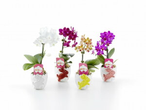 Ӓ 1{ ~fB Mtg hV̓ v[g j  R`Erbg  ~fBӒ iJj