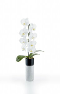 Ӓ 1{   Mtg hV̓ v[g j  R`Eg[Vo[ Ӓ1{ i֔j