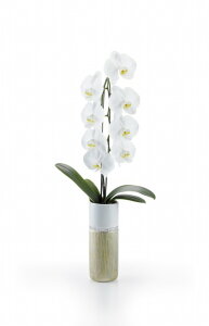 Ӓ 1{   Mtg hV̓ v[g j  R`Eg[S[h Ӓ1{ i֔j