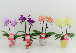 Ӓ 2{ Ӓ ~fB Mtg Ӓ hV̓ hV̓ v[g j j  rbg  lC j ԁ@ R`E hV̓ v[g JXj 