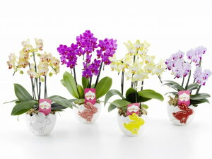 Ӓ 4{ Ӓ ~fB Mtg Ӓ hV̓ hV̓ v[g j j  rbg  lC j ԁ@ R`E j 䋟  @v 