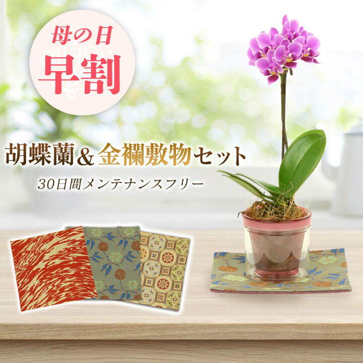 楽天市場 母の日 早割 母の日 プレゼント 母の日 ギフト 2 5号鉢植え アクアポット 1本立て 金襴織物の敷物3枚セット 花鉢植え 生花 花鉢 ミニ胡蝶蘭 長持ちする花 お花 花のギフト 人形広場 雛人形 五月人形専門店