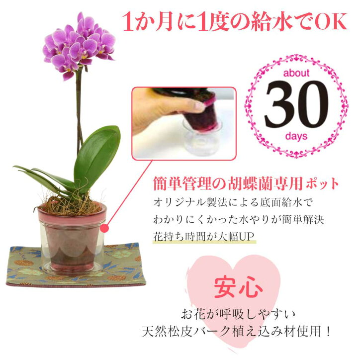 楽天市場 母の日 早割 母の日 プレゼント 母の日 ギフト 2 5号鉢植え アクアポット 1本立て 金襴織物の敷物3枚セット 花鉢植え 生花 花鉢 ミニ胡蝶蘭 長持ちする花 お花 花のギフト 人形広場 雛人形 五月人形専門店