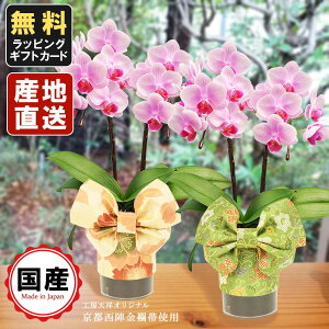 生花 ミニ胡蝶蘭の人気商品 通販 価格比較 価格 Com