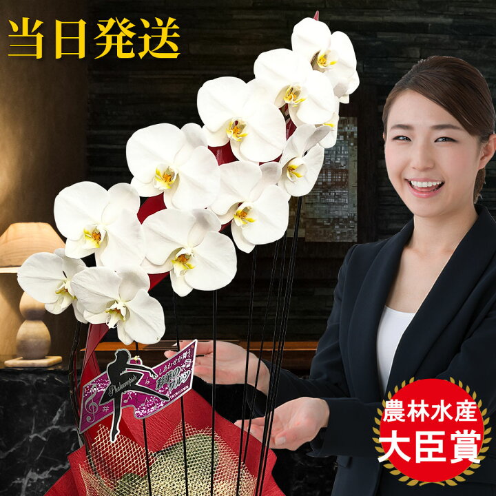 楽天市場 胡蝶蘭 大輪 たて琴 1本立ち オリジナル らせん型 胡蝶蘭 ギフト 胡蝶蘭 お祝い 会社設立 オープン 開業祝い 開店祝い 内祝い スタンド 大輪 お悔や花 お供え 御供え 法要 御供え花 葬儀 葬式 仏事 法事 1回忌 献花 おしゃれ 生花 胡蝶蘭