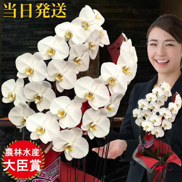 楽天市場 胡蝶蘭 大輪 デュエット 2本立ち オリジナル らせん型 胡蝶蘭 ギフト 胡蝶蘭 お祝い 会社設立 オープン 開業祝い 開店祝い 内祝い スタンド 大輪 お悔や花 お供え 御供え 法要 御供え花 葬儀 葬式 仏事 法事 1回忌 献花 おしゃれ 生花 胡蝶蘭