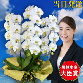 楽天市場 葬式 胡蝶蘭の通販