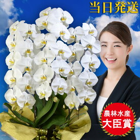 楽天市場 会社 移転祝いの通販