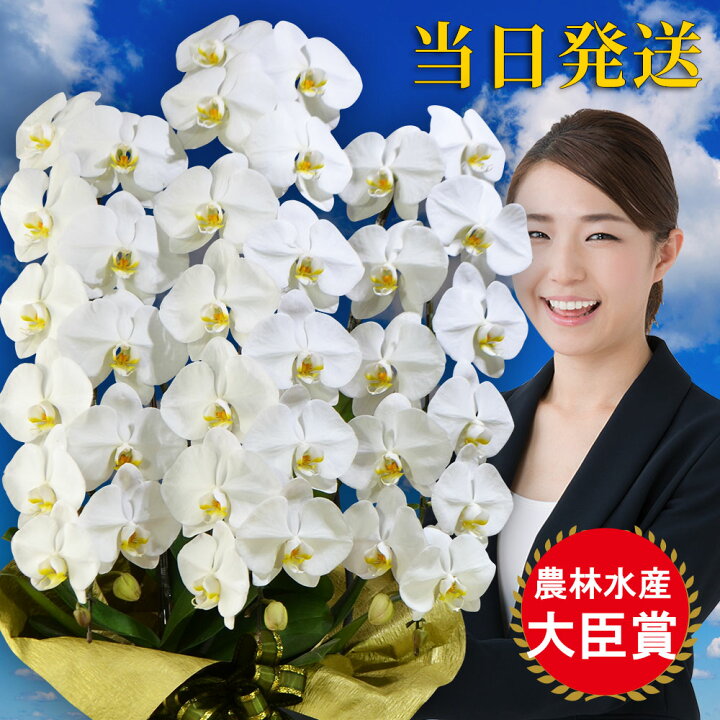 楽天市場 胡蝶蘭 大輪 3本立ち39輪 胡蝶蘭 ギフト 胡蝶蘭 お祝い 会社設立 オープン 開業祝い 開店祝い 内祝い スタンド 大輪 お悔や花 お供え 御供え 法要 御供え花 葬儀 葬式 仏事 法事 1回忌 献花 おしゃれ 生花 胡蝶蘭 人形広場 雛人形 五月人形専門店