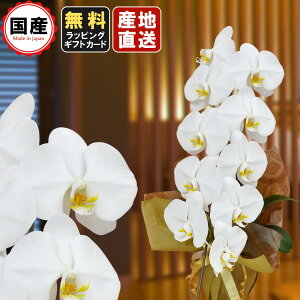 Ӓ 1{9ֈȏ  Аݗ I[v hV̓ hV̓ v[g j Аݗ I[v JƏj JXj j X^h    @v 䋟 V 