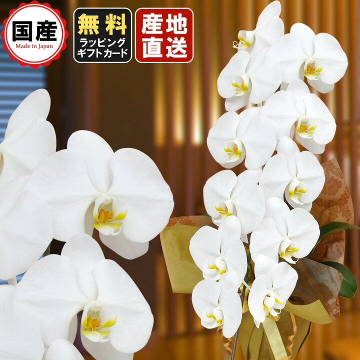 楽天市場 胡蝶蘭 大輪1本立ち11輪以上 白 敬老の日 敬老の日 プレゼント お祝い 会社設立 オープン 開業祝い 開店祝い 内祝い スタンド 大輪 お悔や花 お供え 法要 御供え花 葬儀 葬式 仏事 おしゃれ 生花 胡蝶蘭 人形広場 雛人形 五月人形専門店