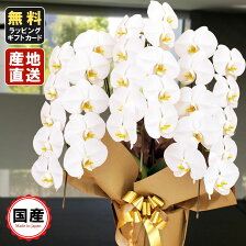 楽天市場 ラン 胡蝶蘭特集 開店祝い 引越し祝い 就任 退職祝いにプレゼントできる胡蝶蘭 ランが大集合 楽天市場 ラン 胡蝶蘭特集 開店祝い 引越し祝い 就任 退職祝いにプレゼントできる胡蝶蘭 ランが大集合