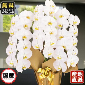 楽天市場 会社設立 お祝いの通販 楽天市場 会社設立 お祝いの通販