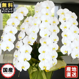 楽天市場 胡蝶蘭ギフトの通販