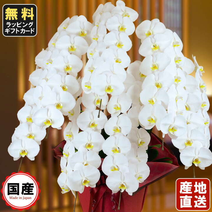 楽天市場 胡蝶蘭 大輪7本立ち84輪以上 白 敬老の日 敬老の日 プレゼント お祝い 会社設立 オープン 開業祝い 開店祝い 内祝い スタンド 大輪 お悔や花 お供え 法要 御供え花 葬儀 葬式 仏事 おしゃれ 生花 胡蝶蘭 人形広場 雛人形 五月人形専門店