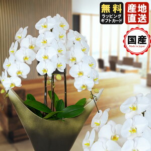 胡蝶蘭 鉢 おしゃれの人気商品 通販 価格比較 価格 Com