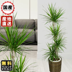 ϗtA  RVl 8A c ̔ a JX z j zj Vzj CeA 蕨